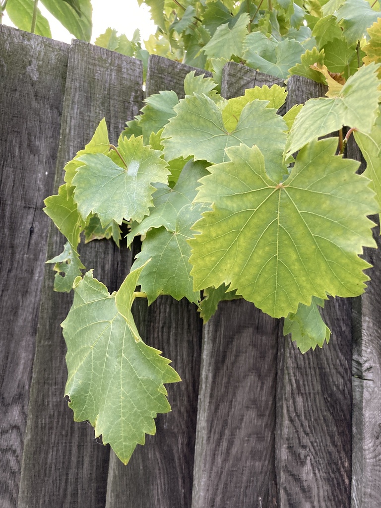 wine-grape-from-post-office-road-burton-on-trent-england-gb-on