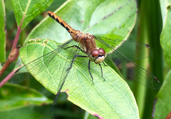 Sympetrum