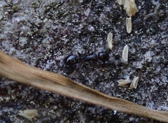 Temnothorax longispinosus