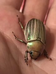 Pelidnota virescens