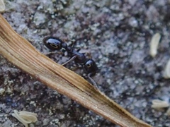 Temnothorax longispinosus