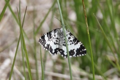 Rheumaptera hastata