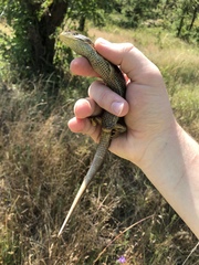 Elgaria multicarinata scincicauda