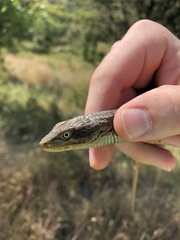 Elgaria multicarinata scincicauda