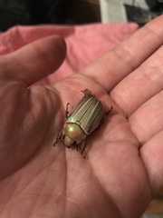 Pelidnota virescens