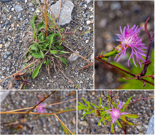 Centaurea jacea iNat (1)