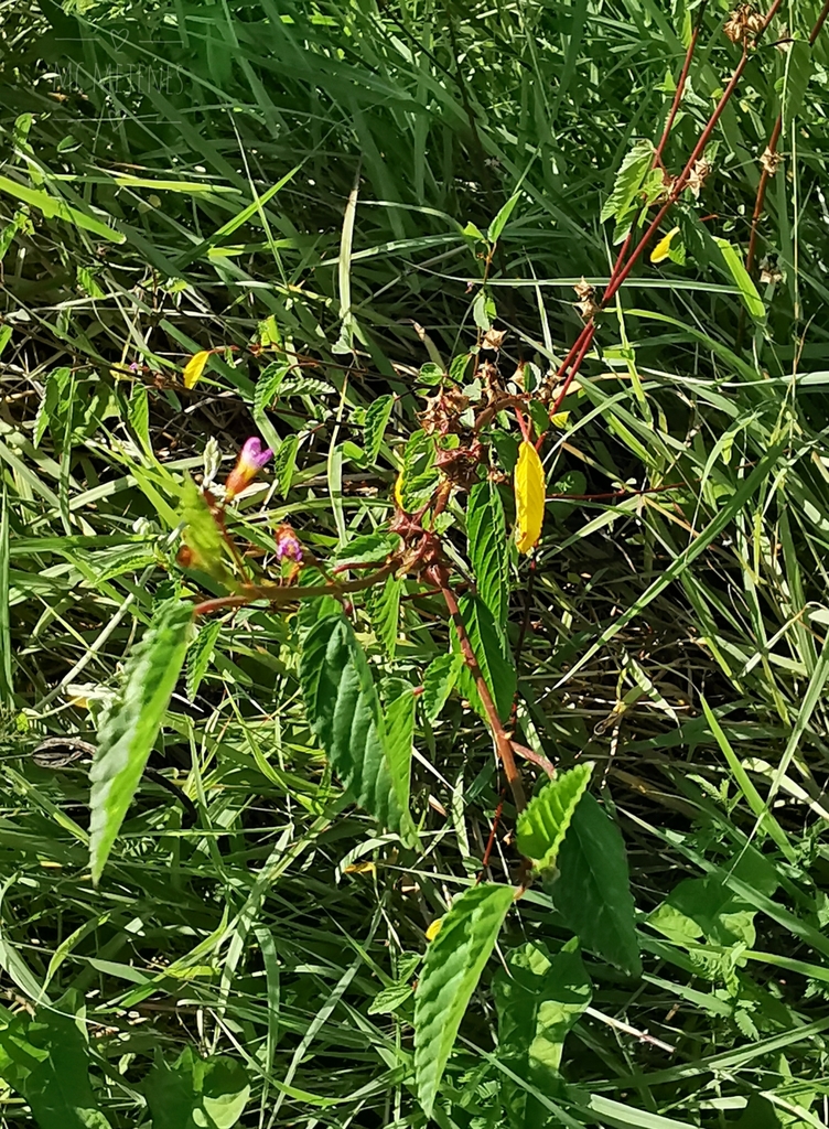Pyramid Flower