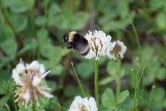 Bombus mckayi