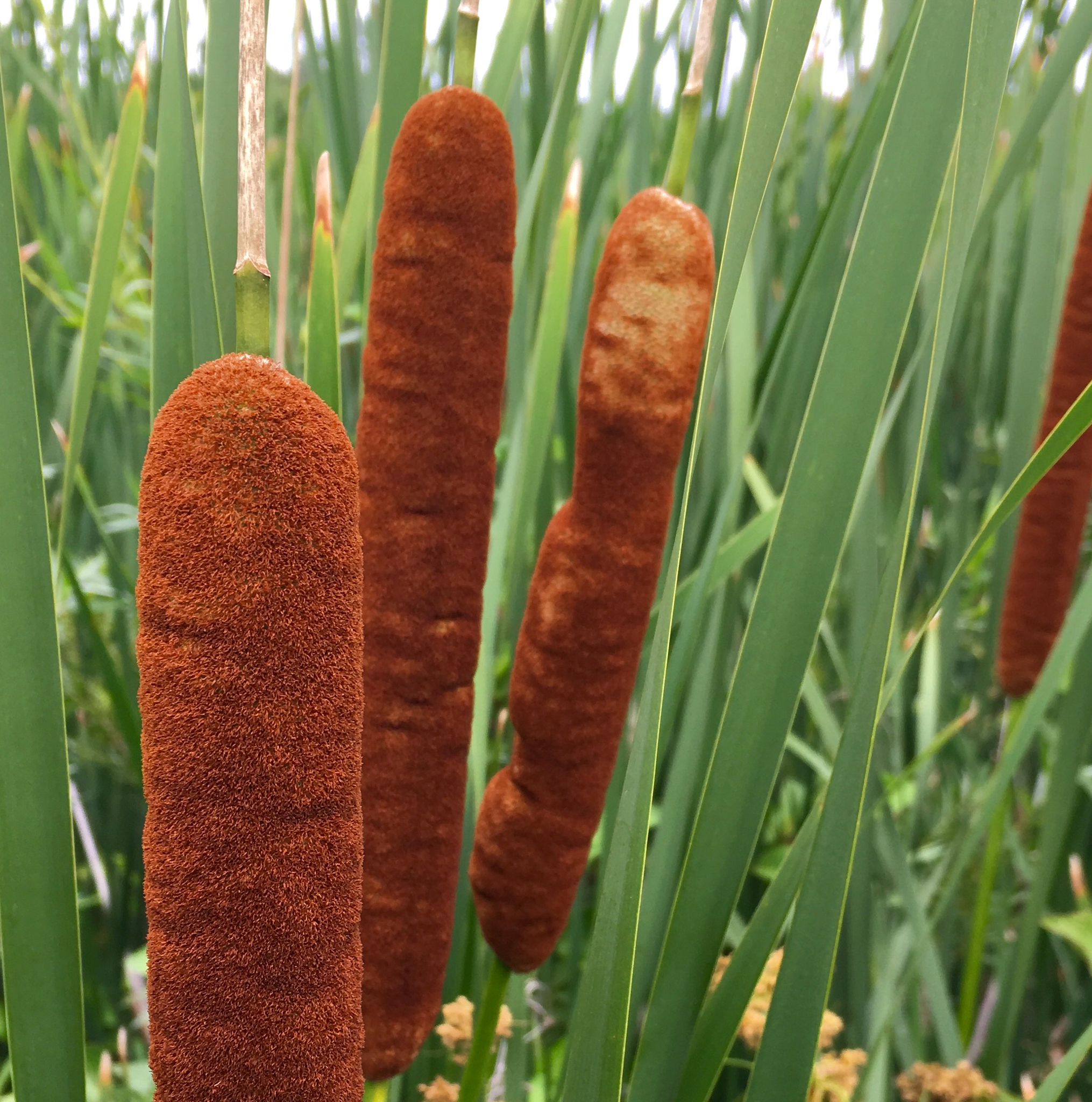 Typha X glauca
