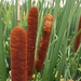 Hybrid Cattail - Photo (c) xizitro33, some rights reserved (CC BY-NC), uploaded by xizitro33