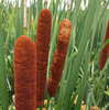 Hybrid Cattail - Photo (c) xizitro33, some rights reserved (CC BY-NC), uploaded by xizitro33