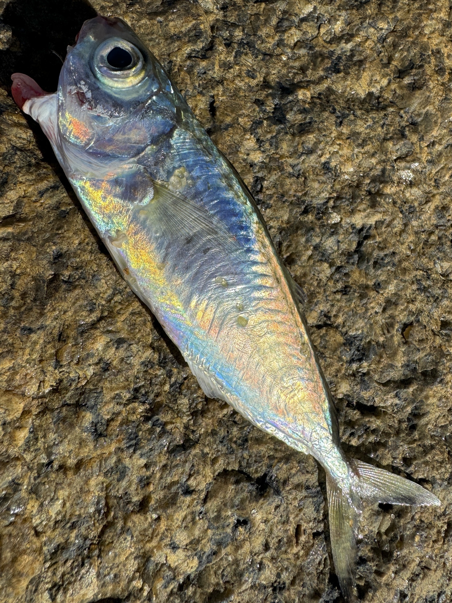 Silver-Rag Driftfish photo 4