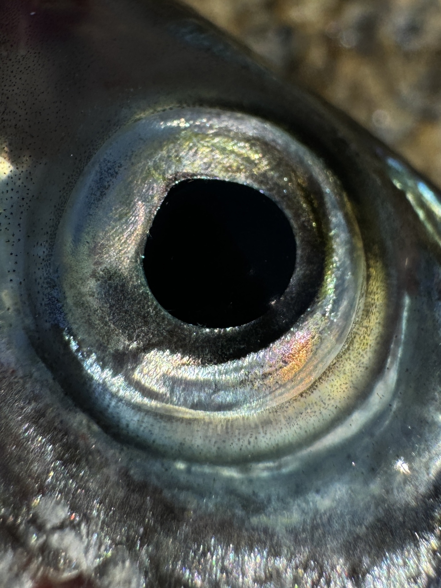 Silver-Rag Driftfish photo 5
