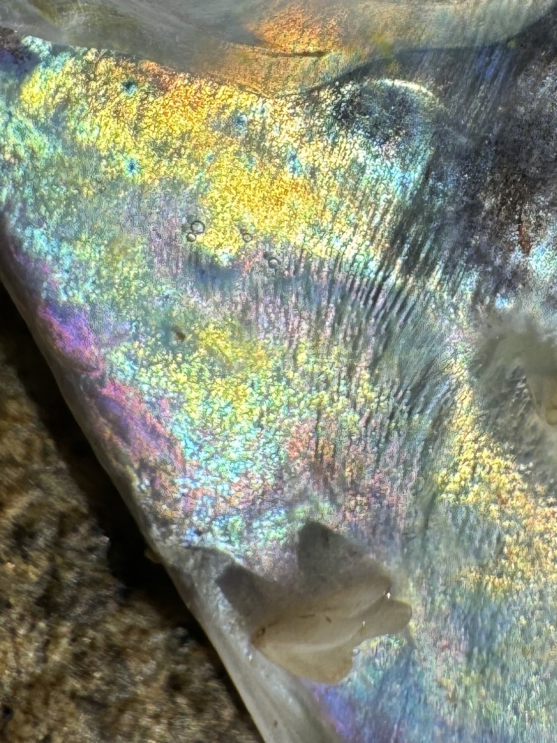 Silver-Rag Driftfish photo 6