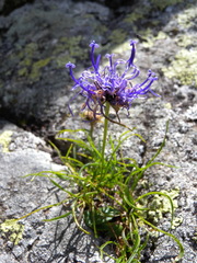 Phyteuma hemisphaericum