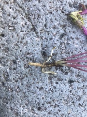 Pedicularis sudetica