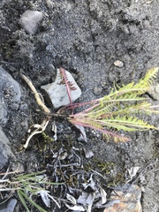 Pedicularis sudetica