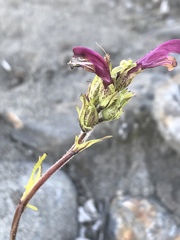 Pedicularis sudetica