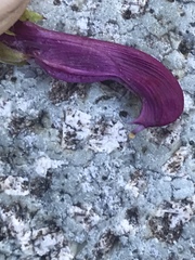 Pedicularis sudetica