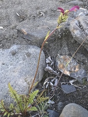 Pedicularis sudetica