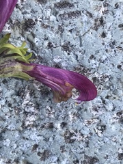 Pedicularis sudetica