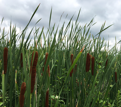 hybrid cattail