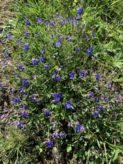 Veronica fruticans