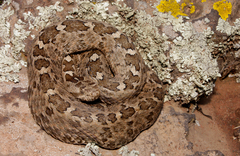 Crotalus aquilus