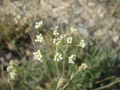 Pimpinella idae