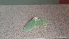Actias