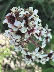 Boykinia richardsonii