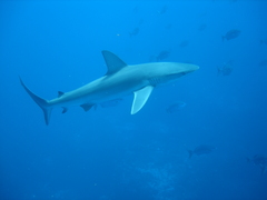 Carcharhinus galapagensis