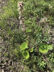 Boykinia richardsonii