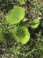 Boykinia richardsonii