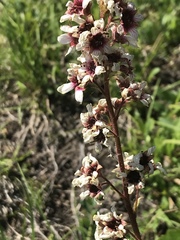 Boykinia richardsonii