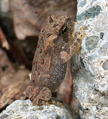 Anaxyrus americanus