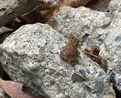 Anaxyrus americanus