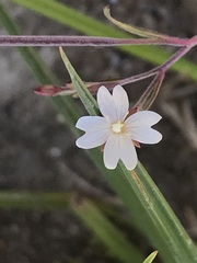 Epilobium palustre