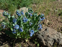 Mertensia oblongifolia
