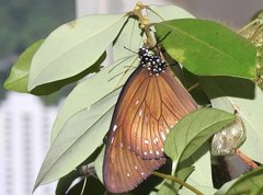 Euploea midamus