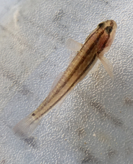 Tridentiger trigonocephalus