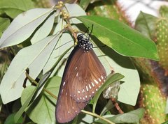 Euploea midamus