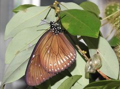 Euploea midamus