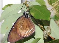 Euploea midamus