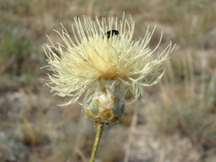 Rhaponticoides razdorskyi
