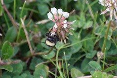 Bombus mckayi
