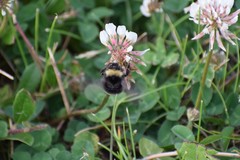 Bombus mckayi