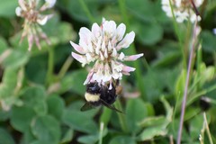 Bombus mckayi