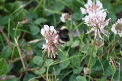 Bombus mckayi