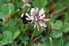 Bombus mckayi